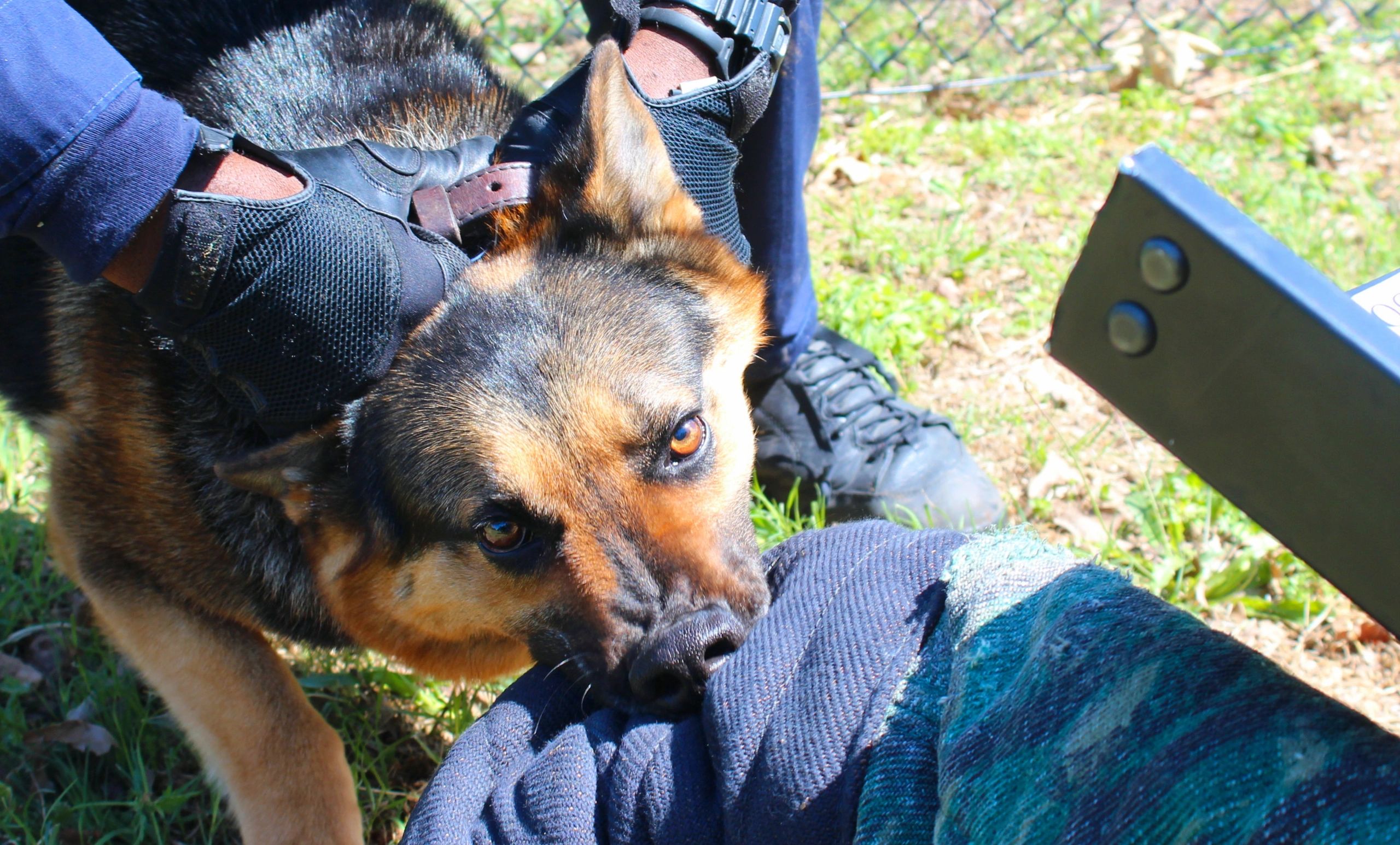 Training Programs K9 Activity Tracking System Law Enforcement Software